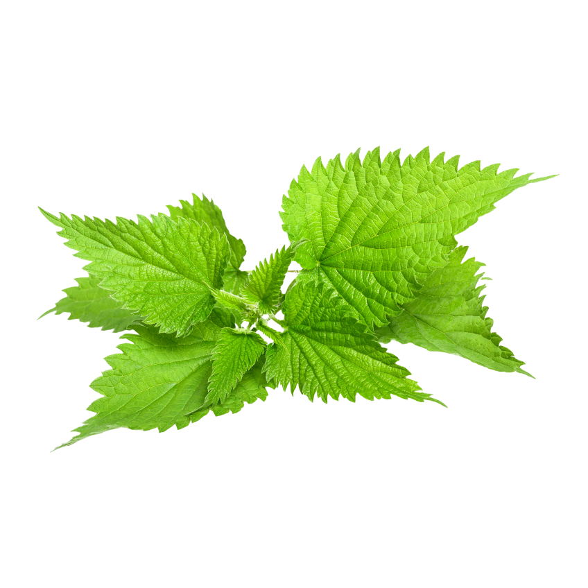 Folhas de hortelã-verde